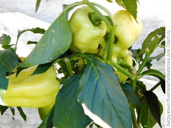 Золотой поток.