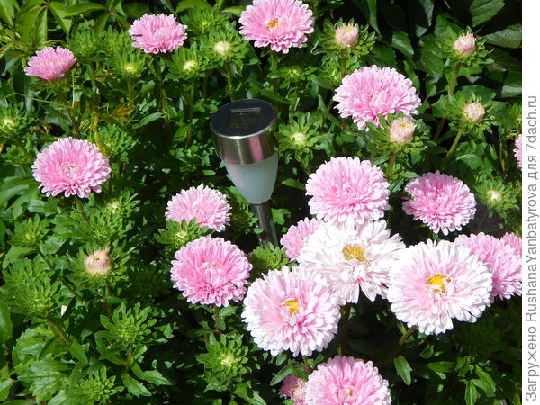 Низкорослые контейнерные.