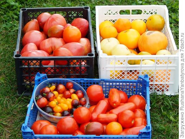 Последние из поспевших на кустах. Теперь ночи холоднющие, снимаю в стадии технической спелости, зреют дома.