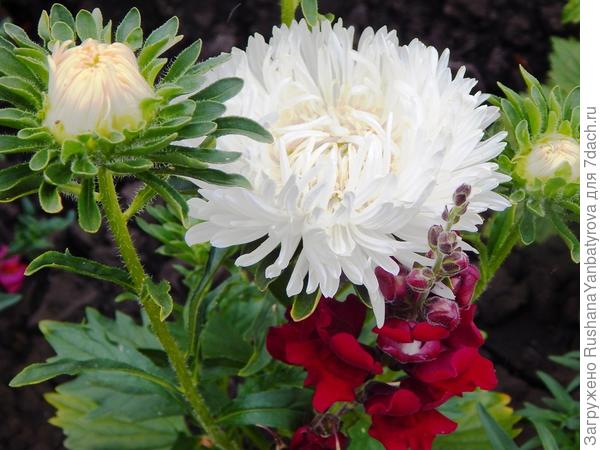 А эта желтая, но цвет исказился.