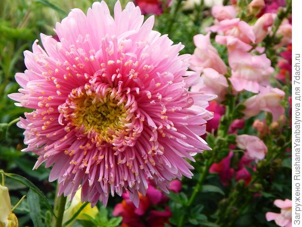 Принцесса розовая.