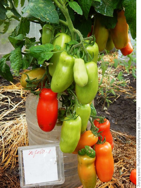 Дрова. Один куст был.