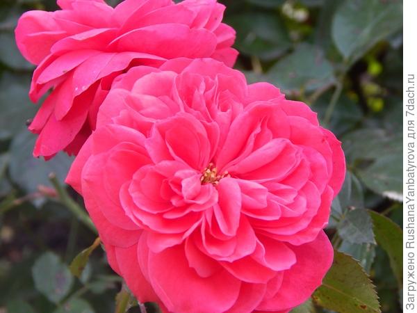 Последние розы для Вас!