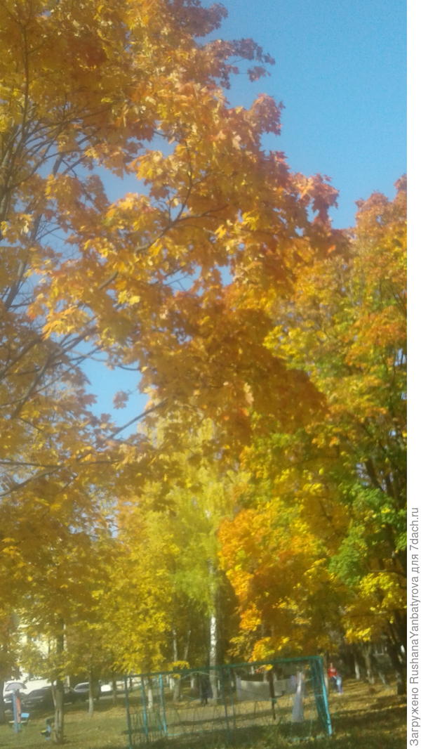 Клены во дворе