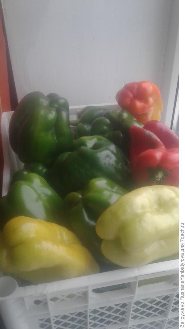 Мой не успевший созреть перец.