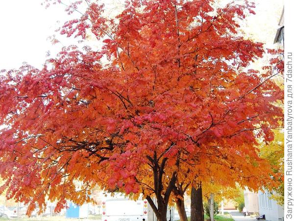 Пожар рябины красной!