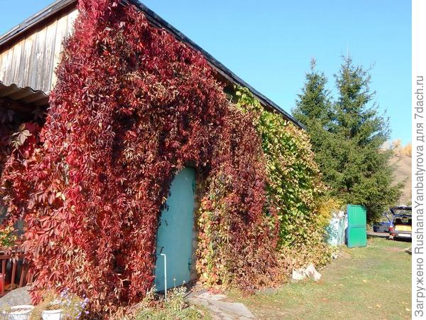 Приехали! Прежде чем открыть хозблок, надо девичий виноград заснять.