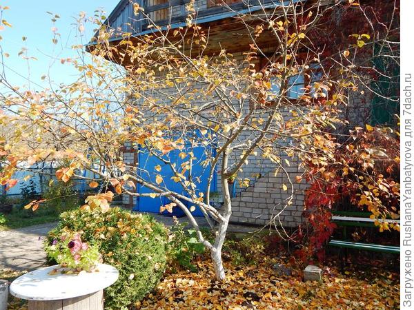 Ранетка вся облетела и девичий на доме тоже. Пора работать, день короткий.