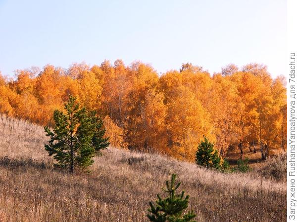 А я из машины соседний лес фотографирую.
