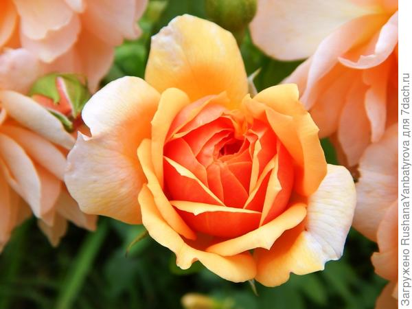 Дарю тебе любимую розу!