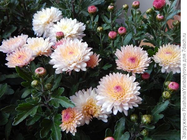 Все цветы разные по мере взросления цветка.