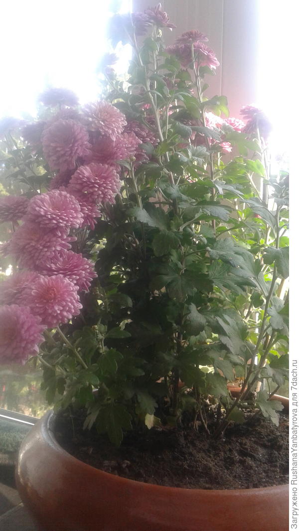 Хризантемы цветут,а мультифлору домой привезла.