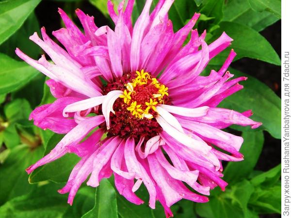 Двухцветная цинния.