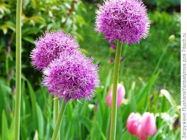 и луки продолжают.