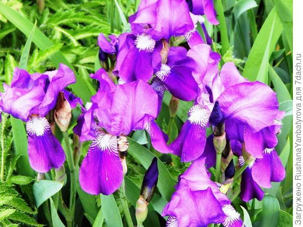 Ранние ирисы