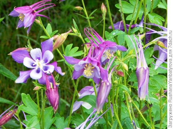 Аквиллегия.