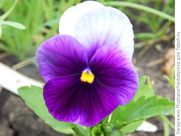 "Анютки" радуют весь сезон!