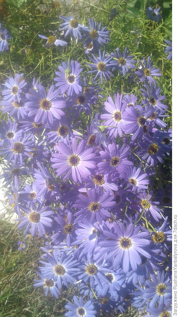 Нравятся! Зиночка заразила!