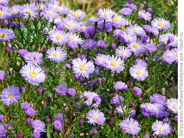 Сентябринки