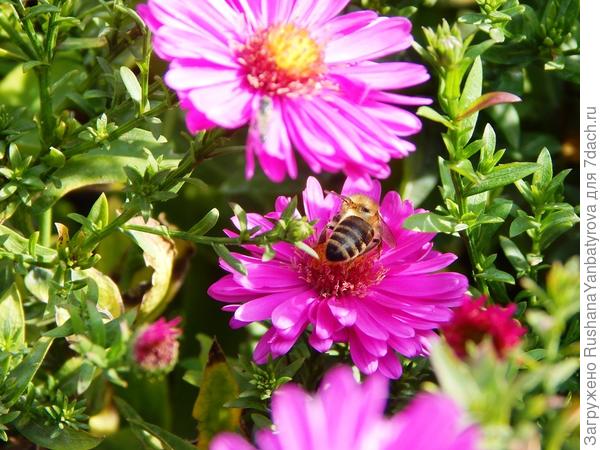 Зиночка вам бабочку-красавицу подарила, а я пчелку октябрьскую дарю!