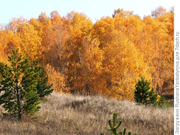 Лес возле дачи.