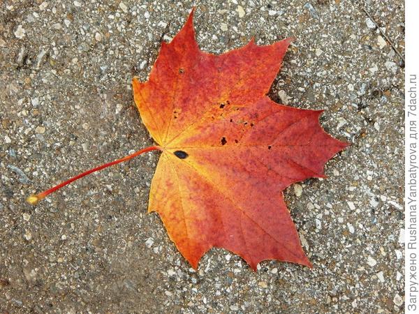 Тебе листочек из России!