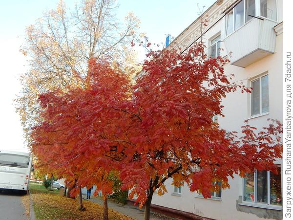 Они,как жар, горели несколько дней!
