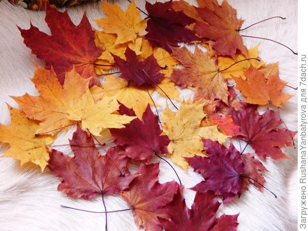 Каждую осень не могу удержаться, собираю и сушу листья.