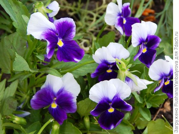 Пусть не только цветы дарят радость!