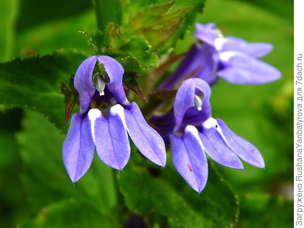 Цветы крупно.