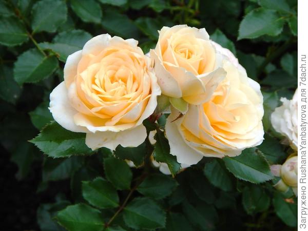 Добра и мира всей семье!