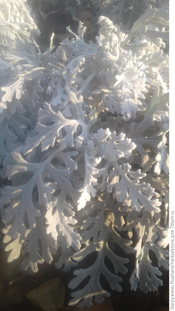 Цинерария и зимой серебром радует!