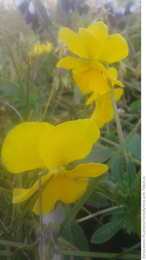 Солнечные глазки!