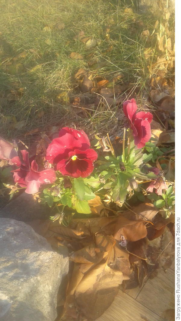 Фиалки радут глаз!