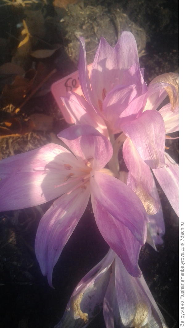 Светятся на солнце!