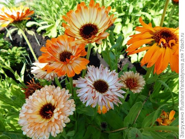 Как их не любить!