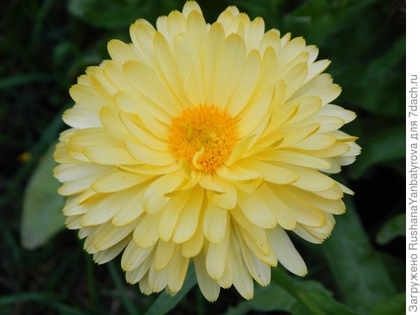 Снежная королева.