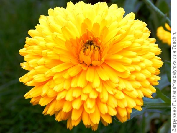 Ну очень махровая!