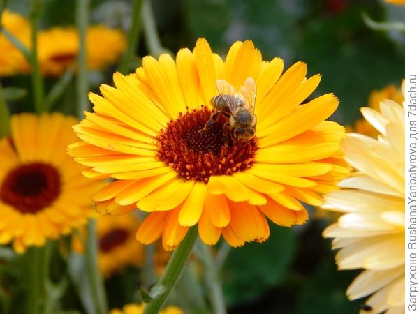 Ох и вкусно!