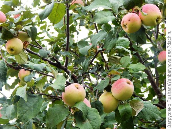 А эта яблоня всех накормила урожаем!