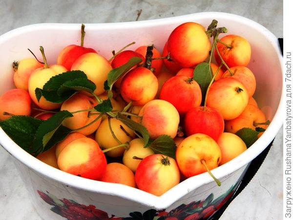 Весь урожай.