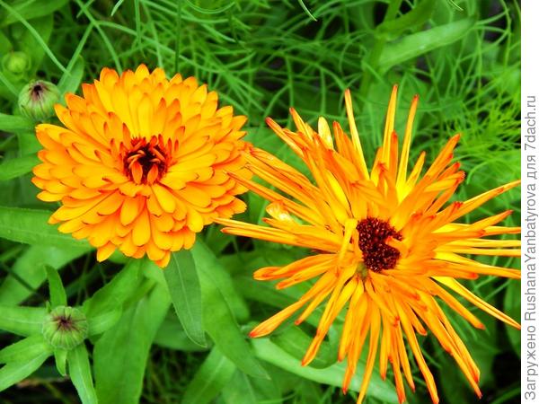 Примерная девочка и растрепка.