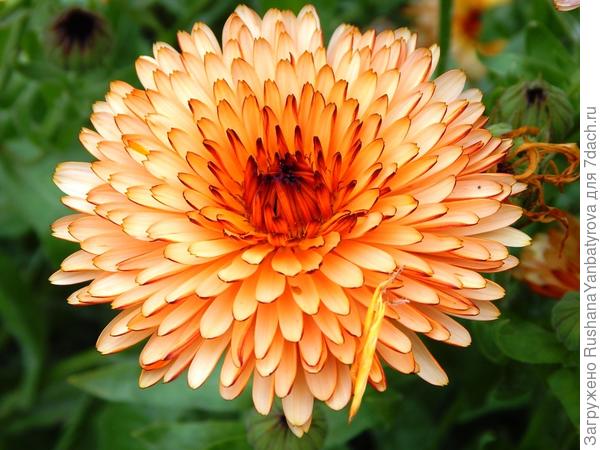 Самая любимая!