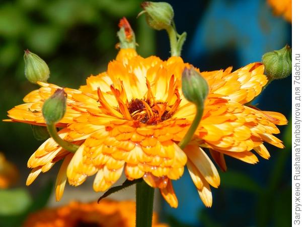 Такая чуднАя выросла!