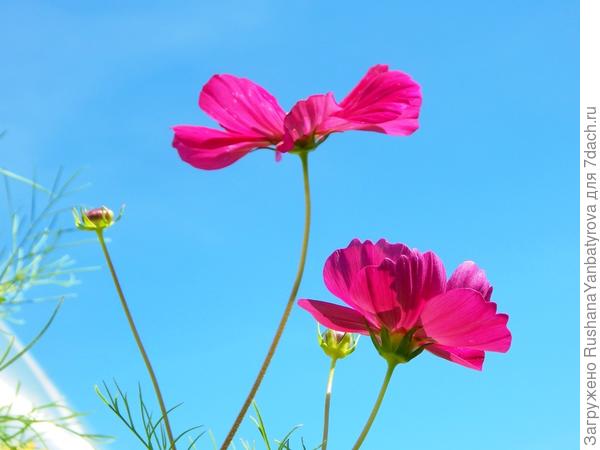 Тянемся к небу!