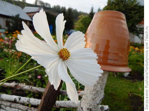 Хороши космеи у деревенского плетня!