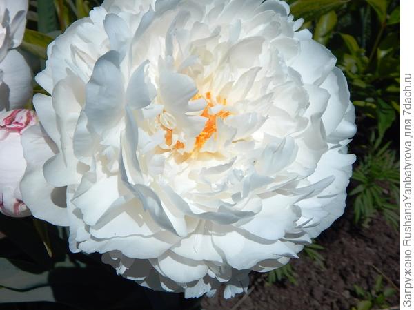 Будь счастлива!