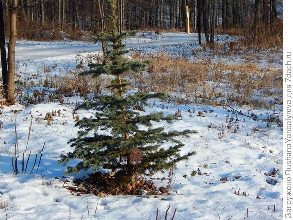 Вдоль дорожек трухлявые деревья убрали и посадили елочки.