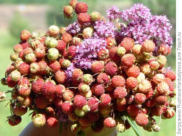 Клубника лесная, луговая или ПолунИца.