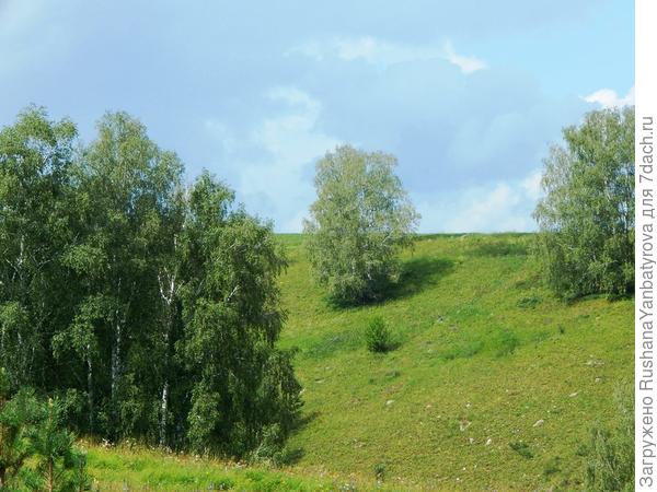 Лес с грибами и костяникой.